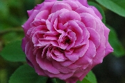 Rosa Borbonica - Heroine de Vaucluse