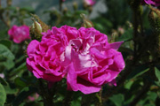 Rosa Centifolia Muscosa - William Lobb ('Old Velvet Moss')