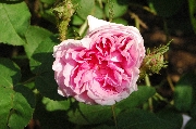 Rosa Centifolia Muscosa - Salet
