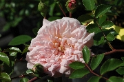 Kletterrosen und Rambler - Paul Transon