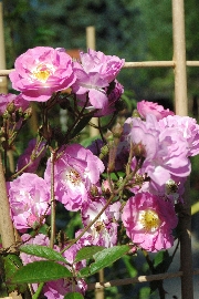 Rosen von Weihrauch - Donaunymphe