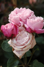 Rosen von Delbard - Dieter M�ller