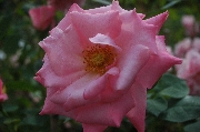 Moderne Kletterrosen - Pink Ocean