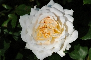 Englische Rosen - Crocus Rose (Emanuel)