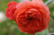Englische Rosen - Summer Song