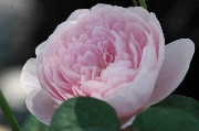 Englische Rosen - Queen of Sweden