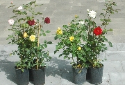 - Angebote - - 3 Kletterrosen im Paket