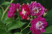 Moderne Kletterrosen - Hermann Schmidt