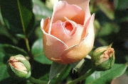 Rosa Generosa von Guillot - Nicole Mioulane