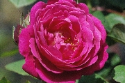 Rosa Generosa von Guillot - Cybelle