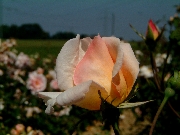 Rosa Moschata - Bishop Darlington