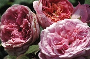 Rosa Generosa von Guillot - Amandine Chanel