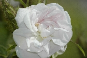 Rosa Damascena - Quatre Saisons Blanc Mousseux