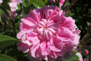Rosa Damascena - Trigintipetala (`Rose von Kazanlik`)