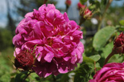Rosa Gallica - Aimable Rouge