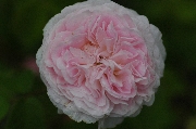 Rosa Gallica - Belle Isis