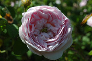 Rosa Gallica - Belle Isis