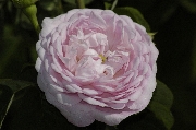 Rosa Gallica - Duchesse de Montebello