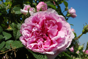 Rosa Gallica - Empress Josephine (`Francofortuna`)