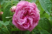 Rosa Gallica - Paeonienrose