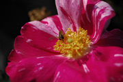 Rosa Gallica - Versicolor