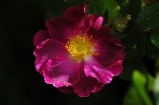 Rosa Gallica - Violacea ('La Belle Sultane')