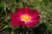 Rosa Gallica - Violacea ('La Belle Sultane')