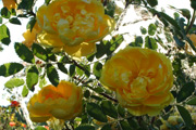 Rosa Lutea - Persian Yellow
