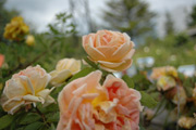 Rosa Lutea - Soleil d'Or