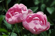 Rosa Macrantha - Raubritter