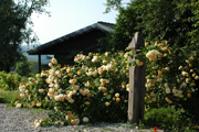 Rosa Moschata - Buff Beauty