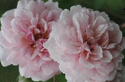 Rosa Moschata - Felicia