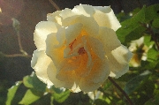 Rosa Moschata - Francesca