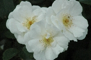 Rosa Moschata - Moonlight