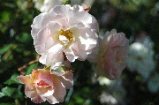 Rosa Moschata - P�n�lope