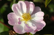 Rosa Moschata - Queen of the Musk
