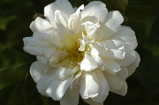 Rosa Moschata - Thisbe