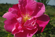 Rosa Moschata - Vanity