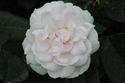 Noisette Rosen - Madame Alfred Carri�re