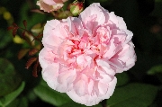Polyantharosen - Gru� an Aachen