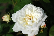 Polyantharosen - Wei�e Gru� an Aachen
