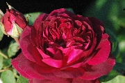 Portland Rosen - Arthur de Sansal