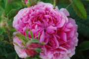 Portland Rosen - Duchesse de Rohan