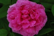 Portland Rosen - Marbree