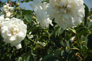 Rosa Alba - Maxima