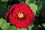 Portland Rosen - Rose du Roi