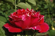 Remontant Rosen - Baron Girod de l'Ain