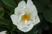 Rosa Alba - Semiplena