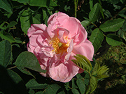 Rosa Alba - Belle Amour