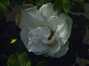 Rosa Rugosa - Blanche Double de Coubert